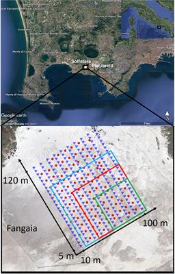 Insight Into the Wave Scattering Properties of the Solfatara Volcano, Campi Flegrei, Italy